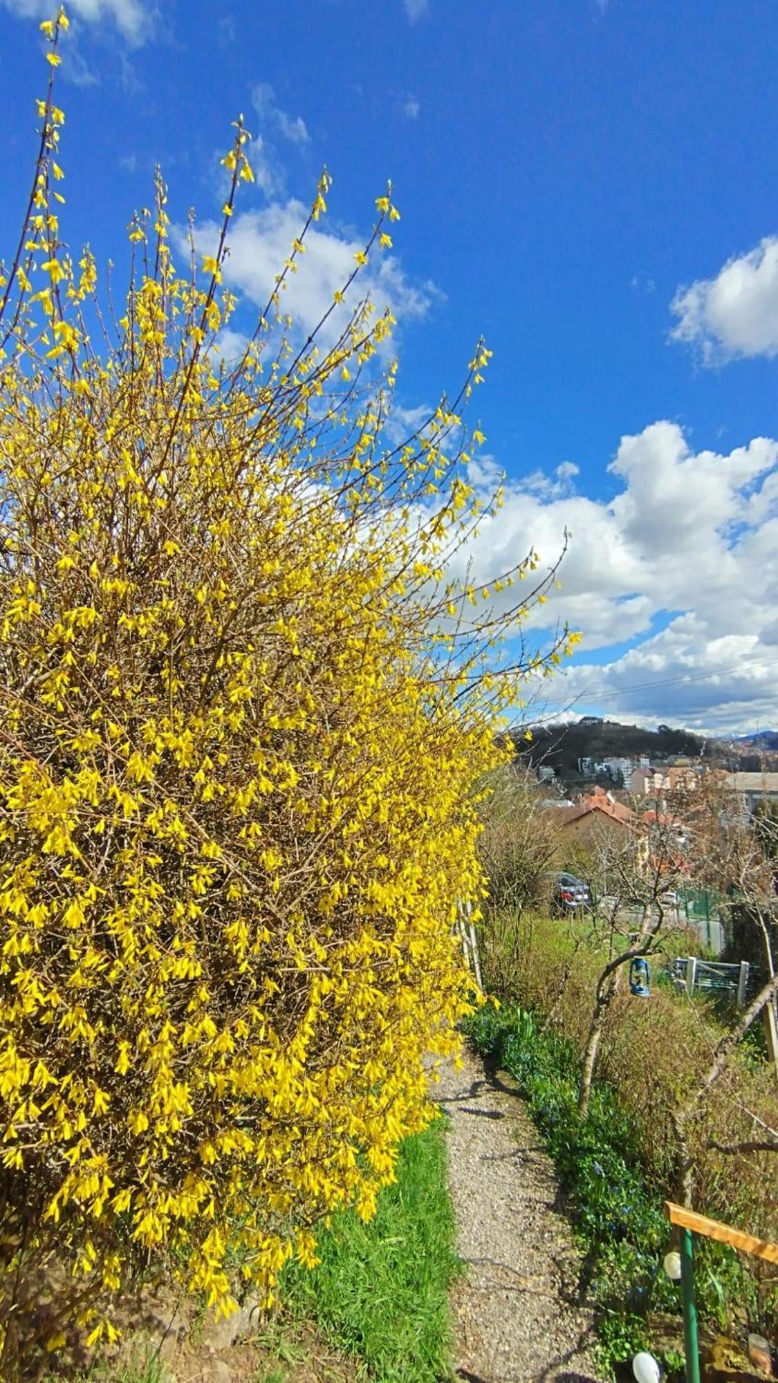 Villa Kuschmann Brașov Exterior foto