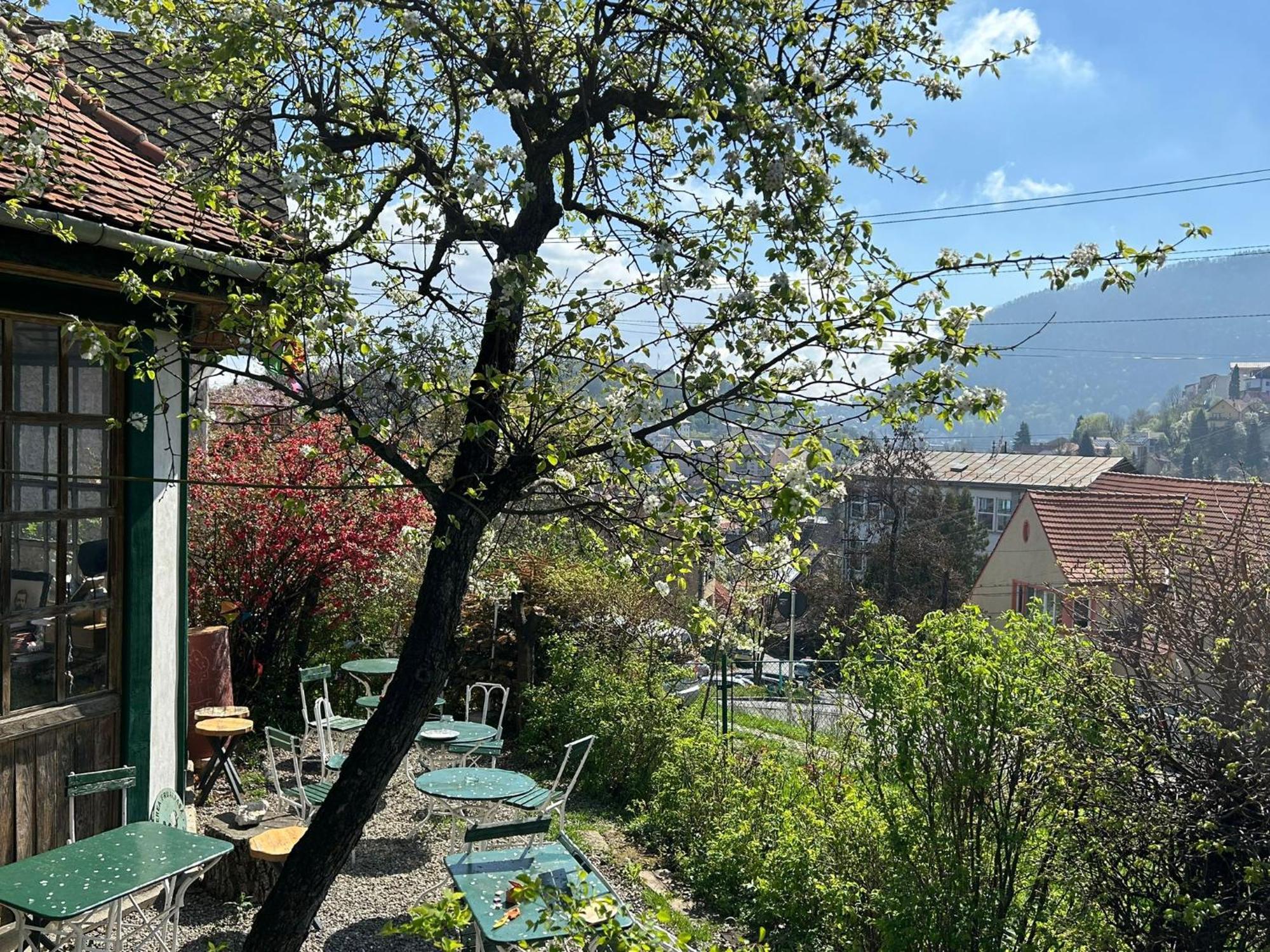 Villa Kuschmann Brașov Exterior foto